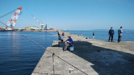 播磨新島のキス調査