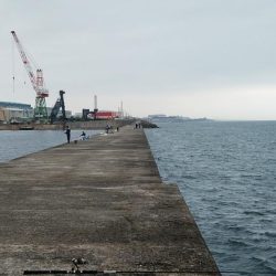 僅かな時合いを捉える事が出来ました