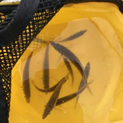 空港の豆アジデカめ