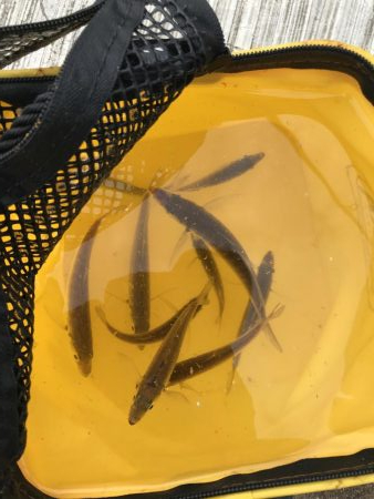 空港の豆アジデカめ