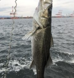 チヌもチャートカラー