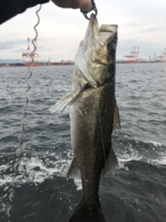 チヌもチャートカラー