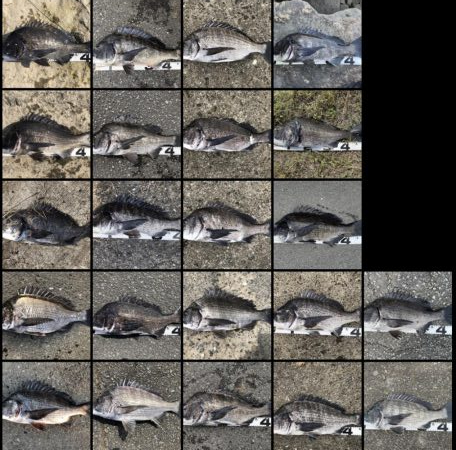 イチノ兄弟、釣果！