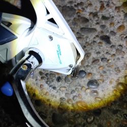 50cmのフッコでました