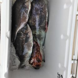 フカセ‥最高ですネ・・