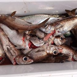 康仁丸・ジギング釣り果