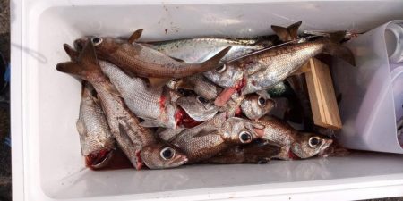 康仁丸・ジギング釣り果