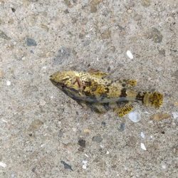 タケノコメバル