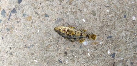 タケノコメバル