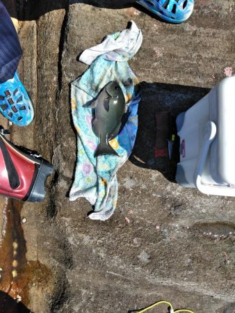 久し振りにアオリイカ一杯・・