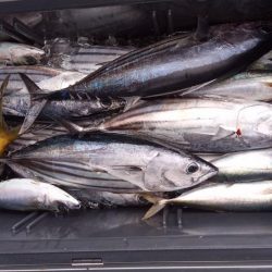 康仁丸・泳がせ釣り、五目釣り果