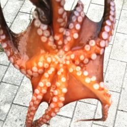 チヌ(52cm)×1、タコ×1