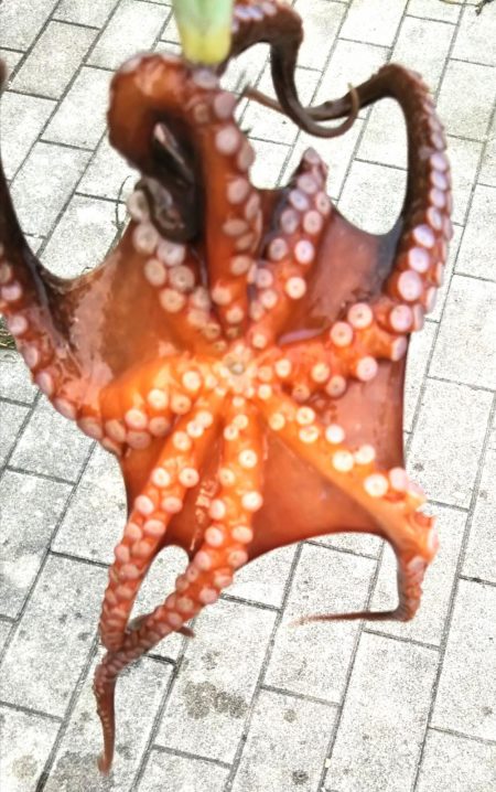 チヌ(52cm)×1、タコ×1