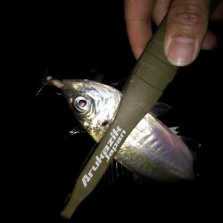 豆サバをまじめにルアーで狙ってみる