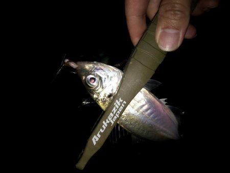 豆サバをまじめにルアーで狙ってみる