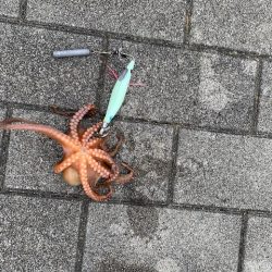 １２杯だけど、めちゃくちゃ渋い　