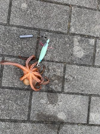 １２杯だけど、めちゃくちゃ渋い　