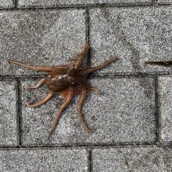 魚釣り園△、コスモ×、タコ激渋