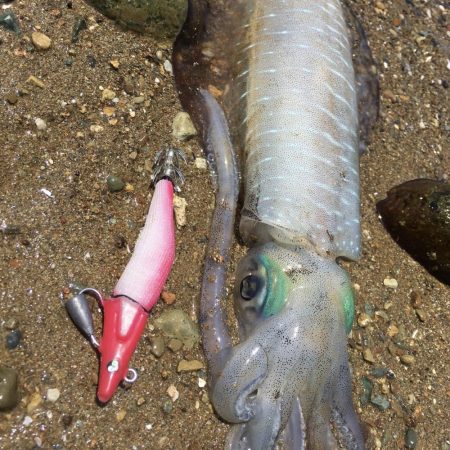 A.P.Pフィッシングガイドサービス ショアフィッシングで色々とRIDEONとなる!