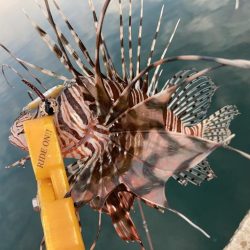 A.P.Pフィッシングガイドサービス マイクロショアジギで魚をチェック!