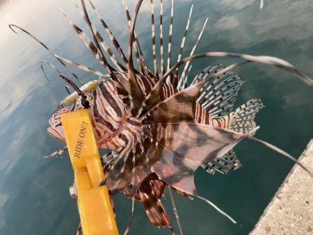 A.P.Pフィッシングガイドサービス マイクロショアジギで魚をチェック!