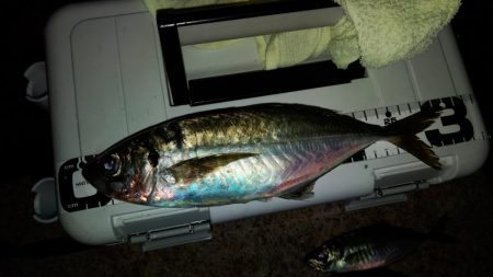 (尺アジ)フロートゲーム