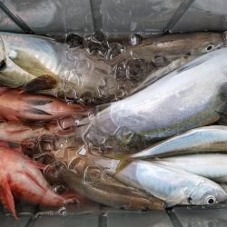 泉州丸 釣果
