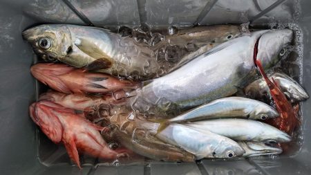 泉州丸 釣果