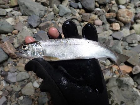 増水が吉と出て