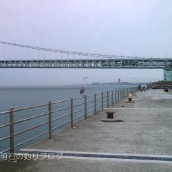 小サバ入れ食い