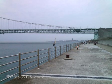 小サバ入れ食い