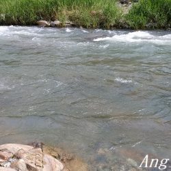 引原川本流で良型アマゴゲット！