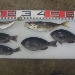 のとじま臨海公園海づりセンター 釣果