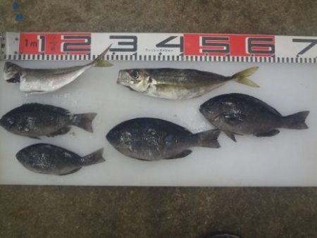 のとじま臨海公園海づりセンター 釣果