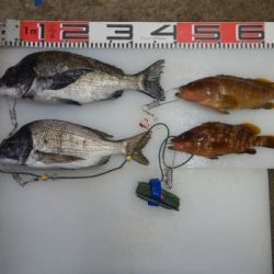 のとじま臨海公園海づりセンター 釣果