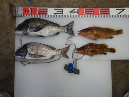 のとじま臨海公園海づりセンター 釣果