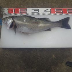 のとじま臨海公園海づりセンター 釣果