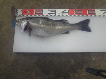 のとじま臨海公園海づりセンター 釣果