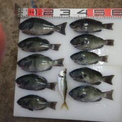 のとじま臨海公園海づりセンター 釣果