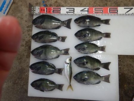 のとじま臨海公園海づりセンター 釣果