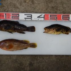 のとじま臨海公園海づりセンター 釣果