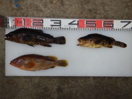 のとじま臨海公園海づりセンター 釣果