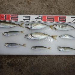 のとじま臨海公園海づりセンター 釣果