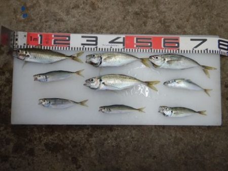 のとじま臨海公園海づりセンター 釣果