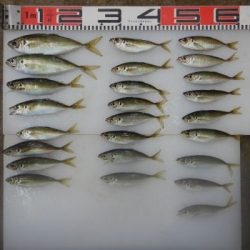 のとじま臨海公園海づりセンター 釣果