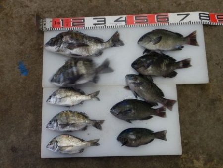 のとじま臨海公園海づりセンター 釣果