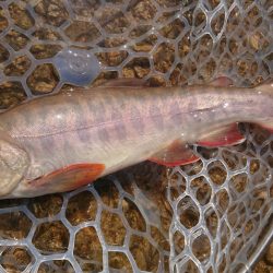 フィッシングレイクたかみや 釣果