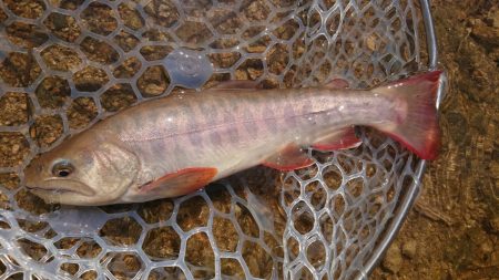 フィッシングレイクたかみや 釣果