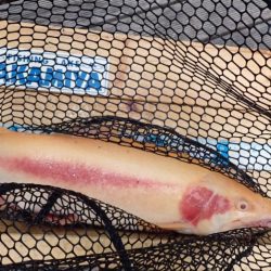 フィッシングレイクたかみや 釣果