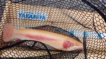 フィッシングレイクたかみや 釣果